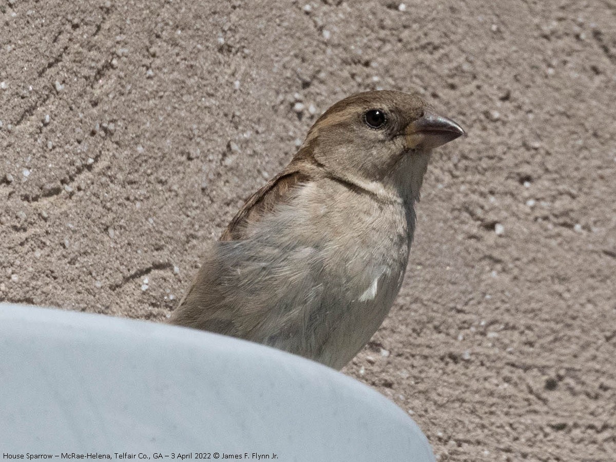 House Sparrow - ML453952381