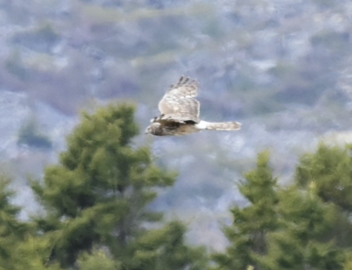 Northern Harrier - ML453953661