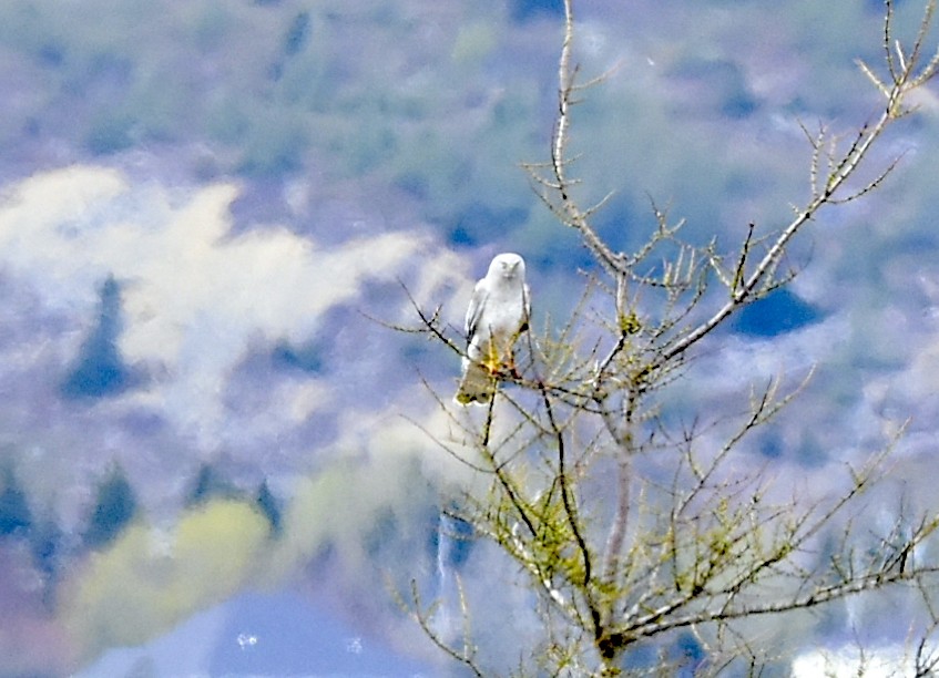 Aguilucho de Hudson - ML453953671