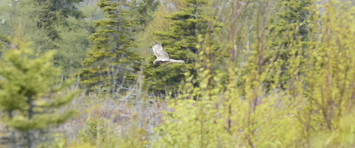 Northern Harrier - ML453953681