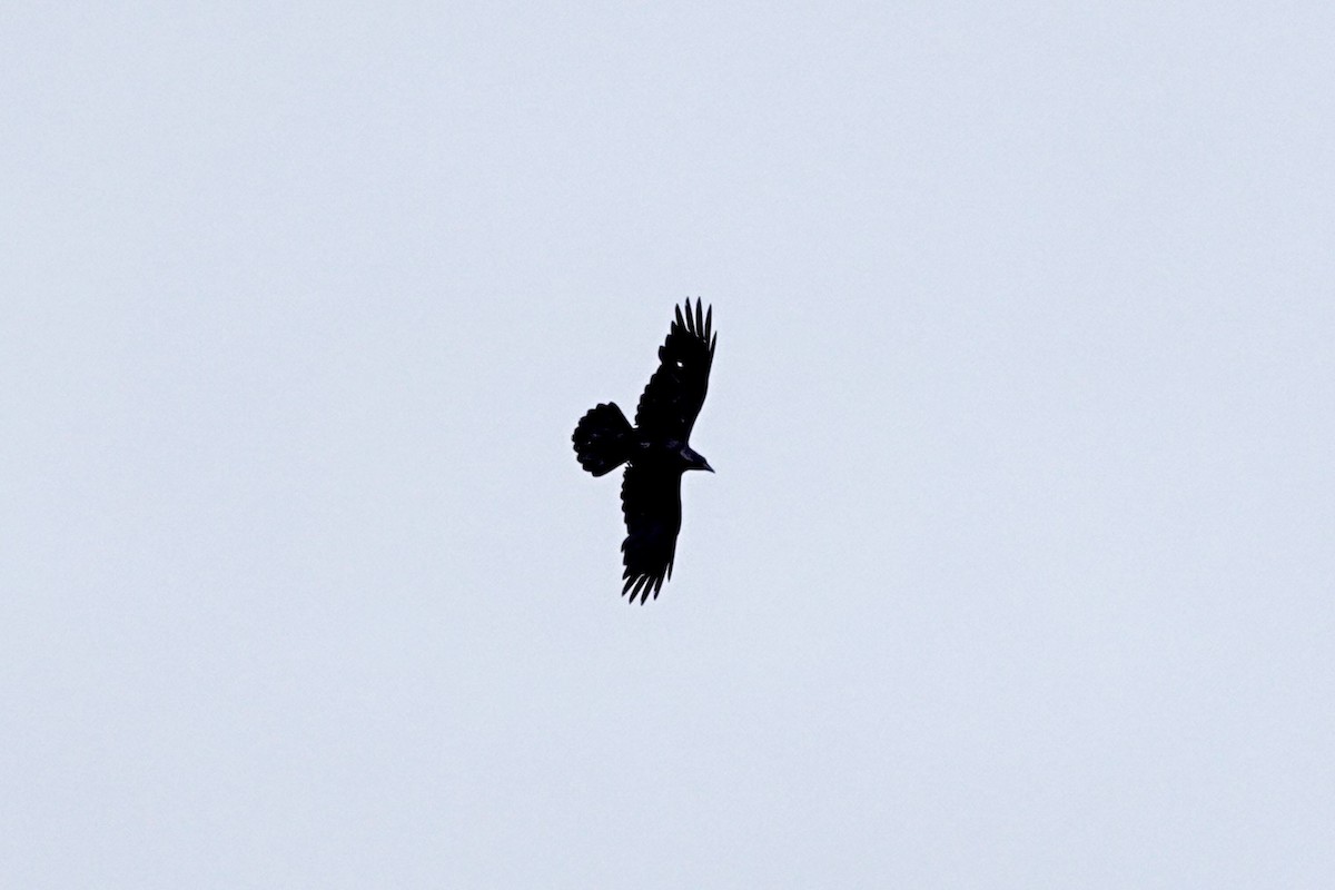 Common Raven - ML453955571