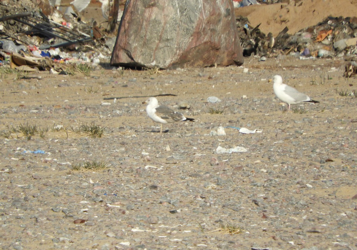 Lesser Black-backed Gull - ML453957501