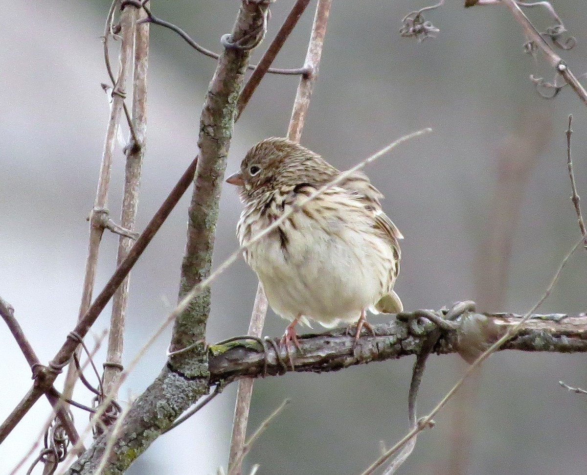 Vesper Sparrow - ML45395771