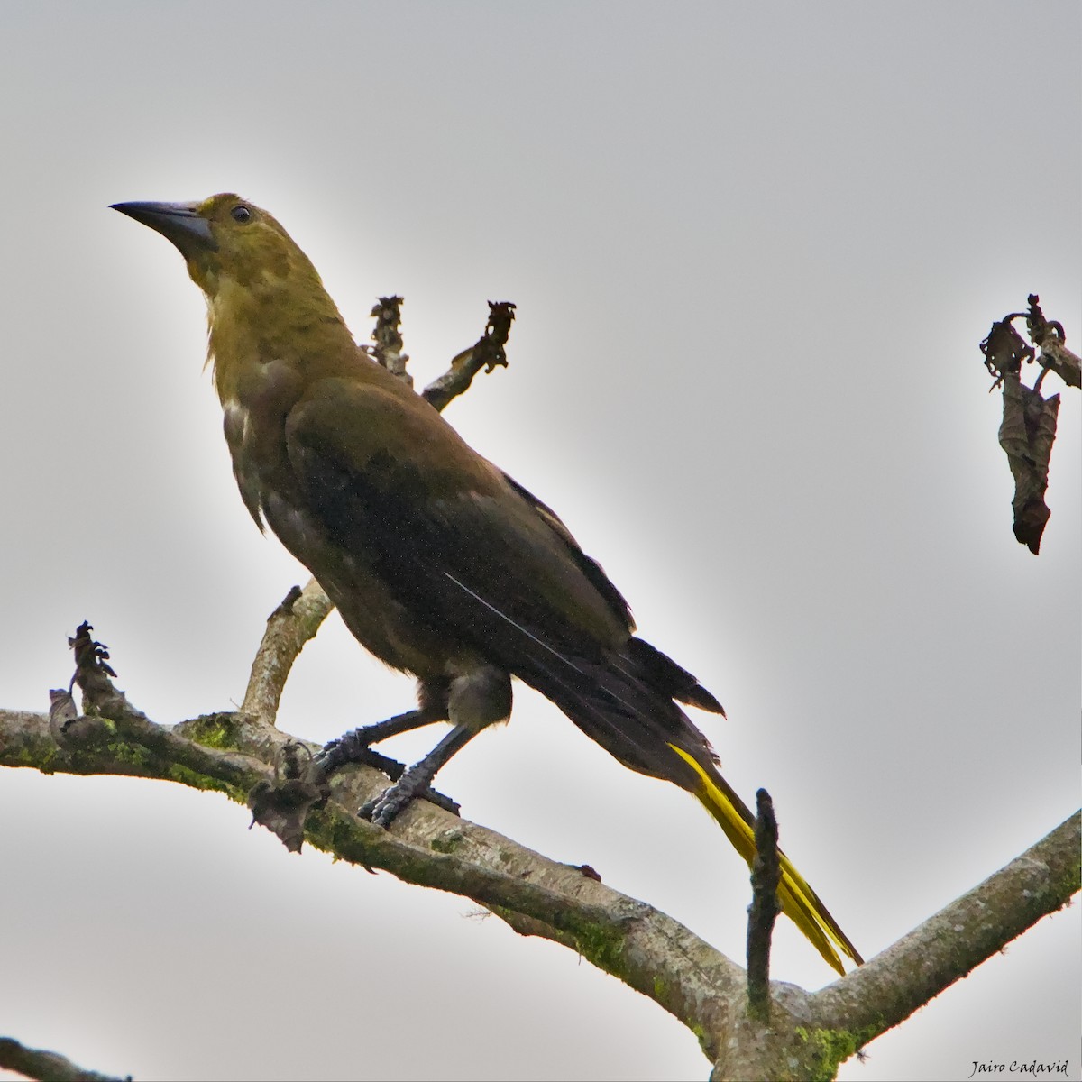 Russet-backed Oropendola - ML453958241