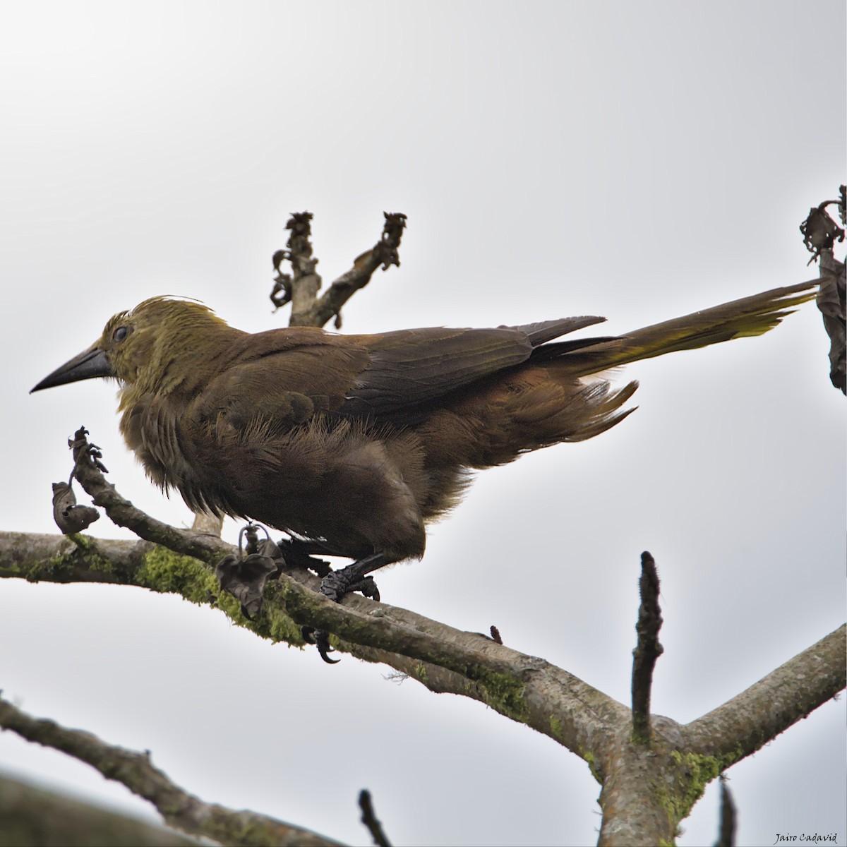 Russet-backed Oropendola - ML453958261