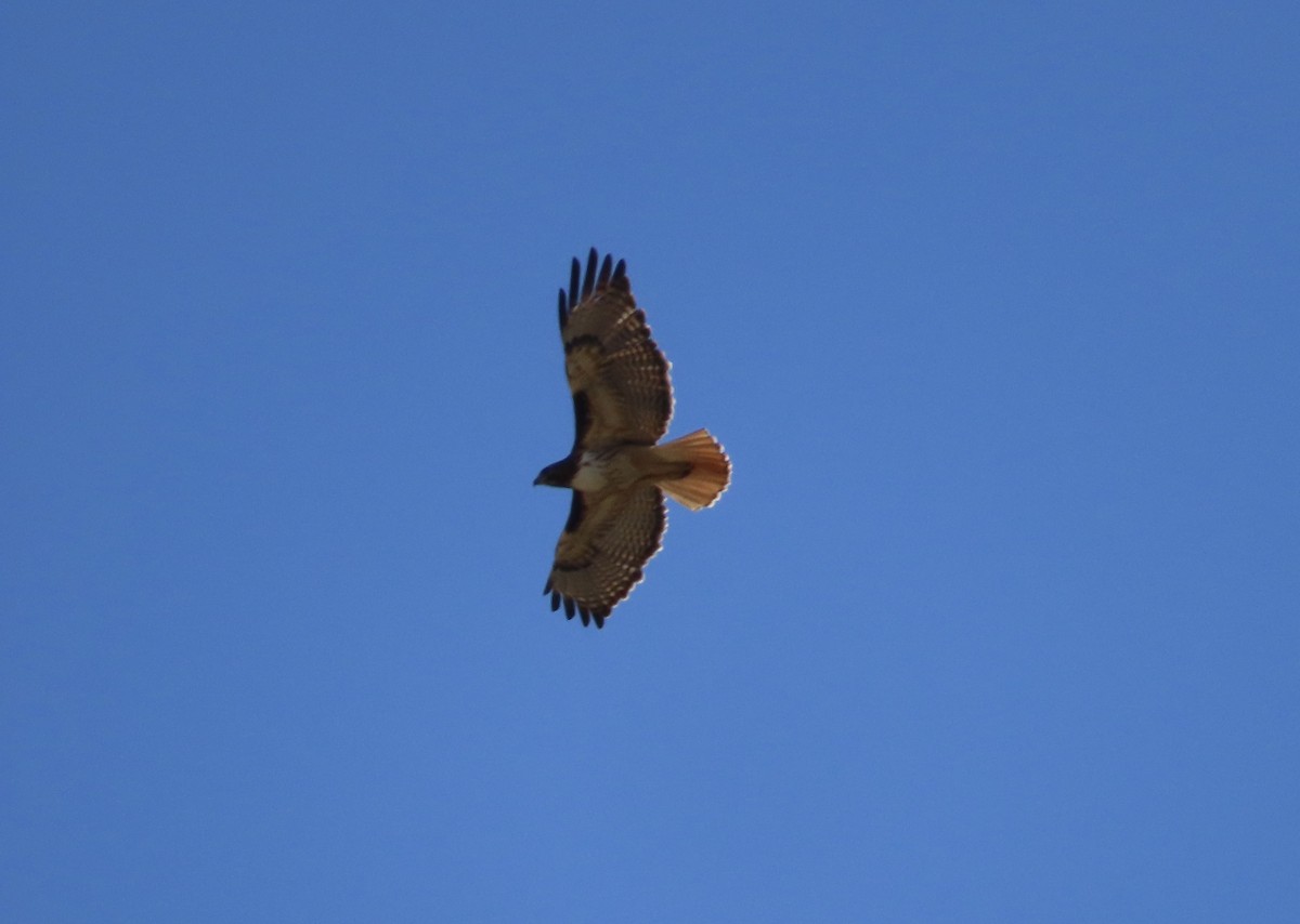 Red-tailed Hawk - ML453958981