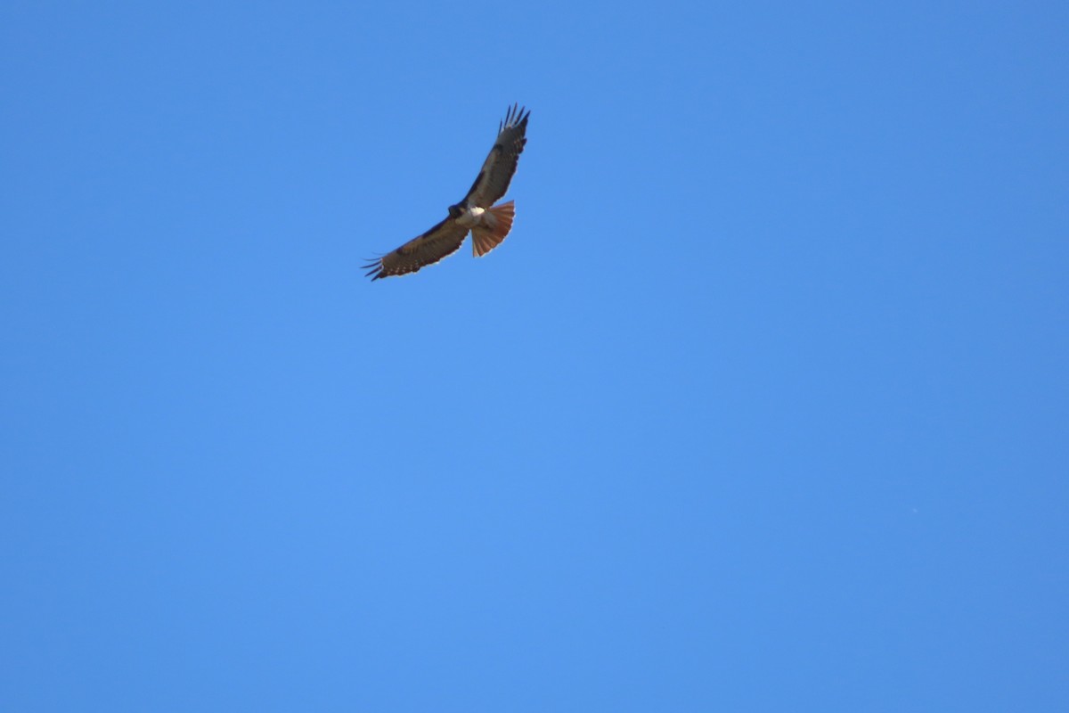 Red-tailed Hawk - ML453959231