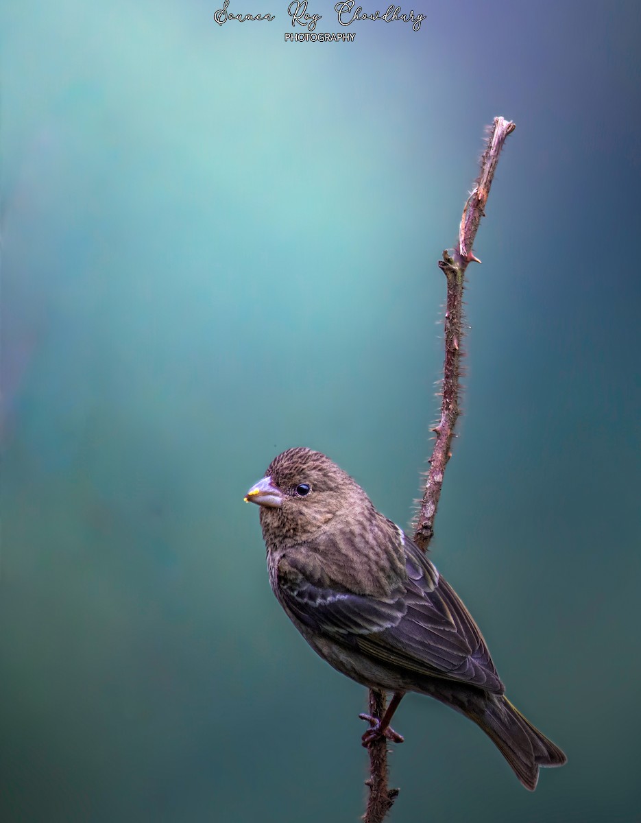 Common Rosefinch - Soumen Roy Chowdhury