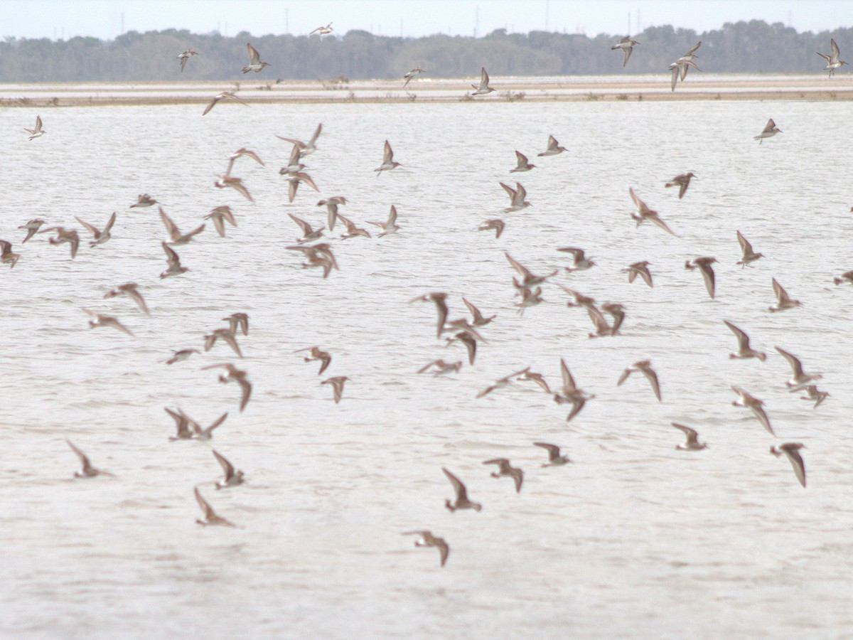 White-rumped Sandpiper - Lermith Torres