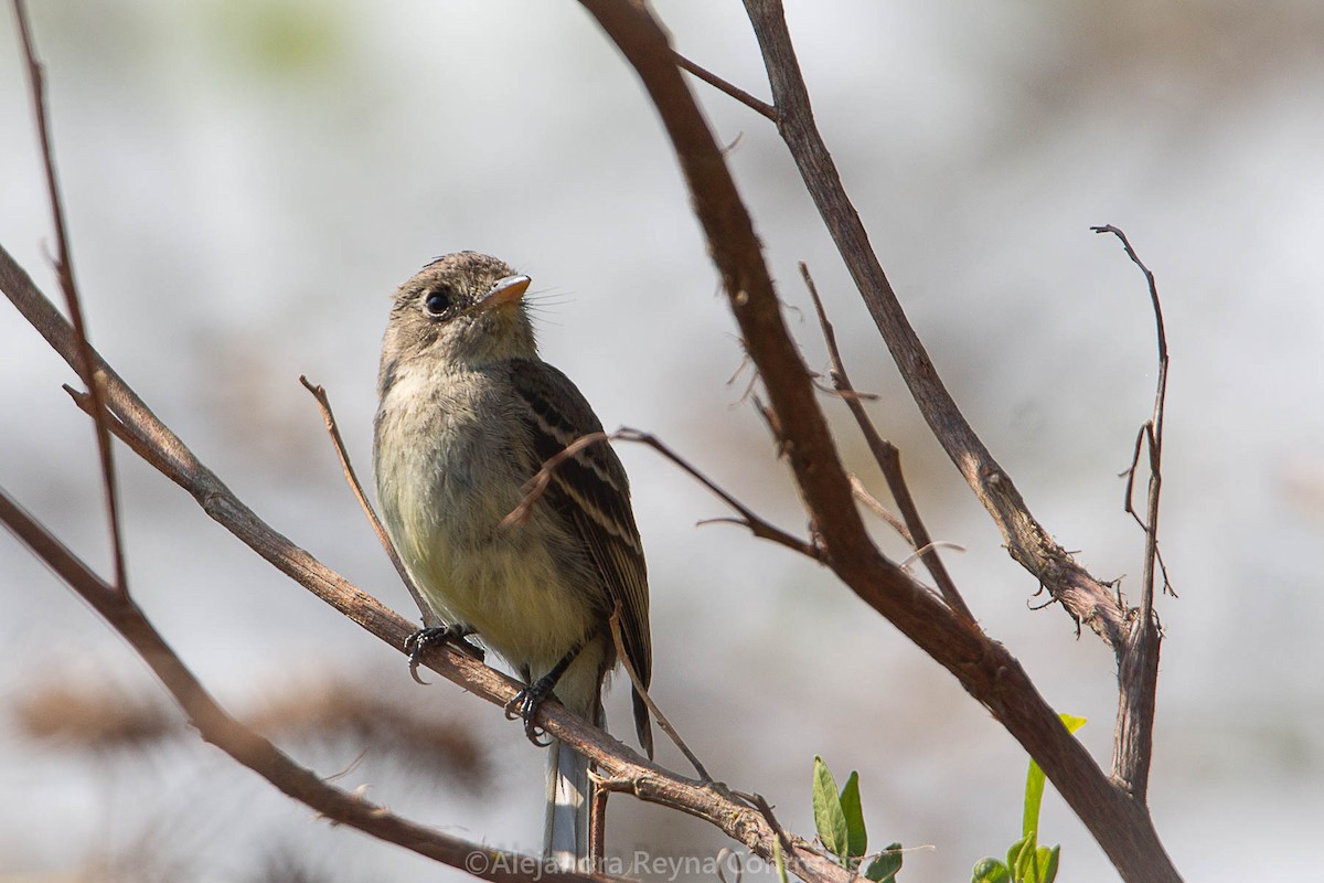 Pileated Flycatcher - Alejandra Reyna Contreras