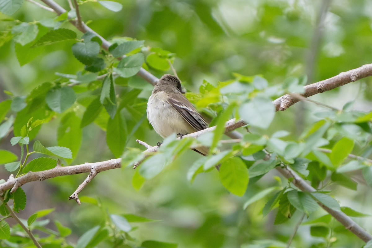 Alder Flycatcher - Robert Raker