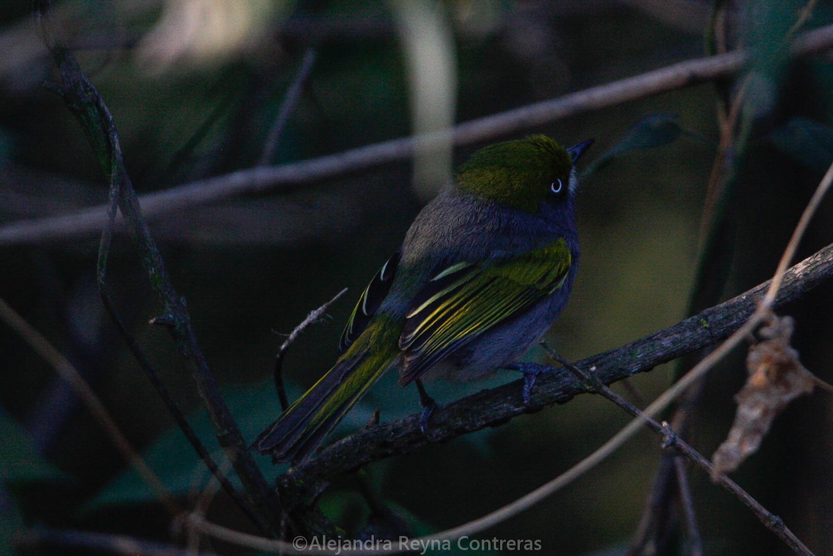 Slaty Vireo - Alejandra Reyna Contreras