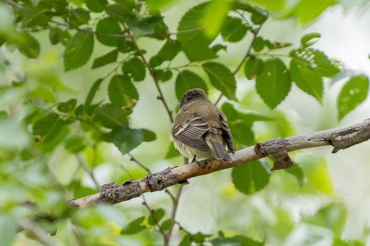 Alder Flycatcher - Robert Raker