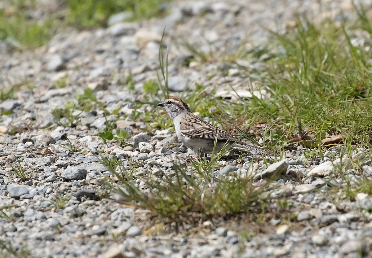 Chipping Sparrow - Peter Candido