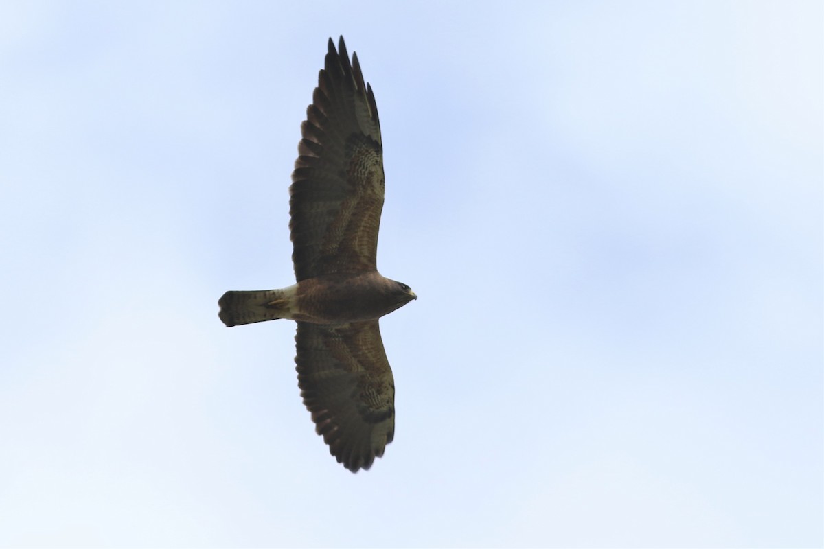 Swainson's Hawk - Jonathan Pap