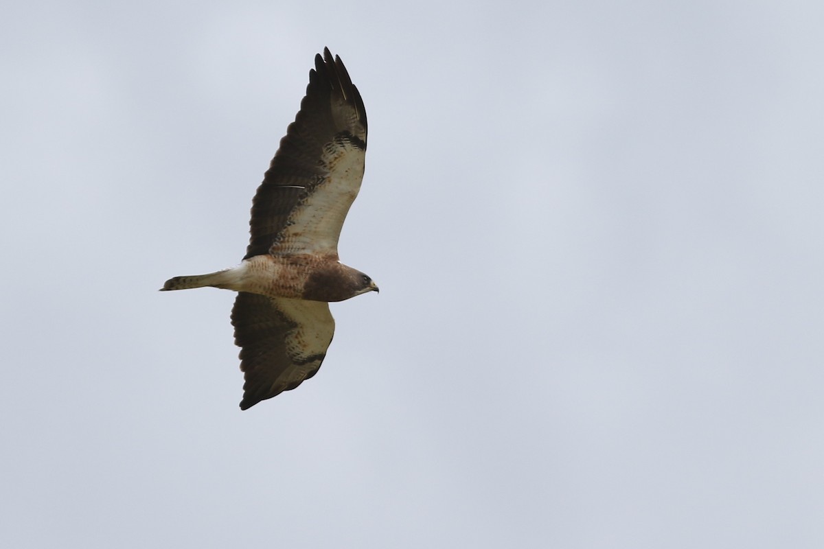 Swainson's Hawk - Jonathan Pap