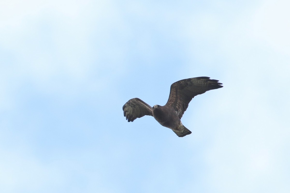 Swainson's Hawk - Jonathan Pap