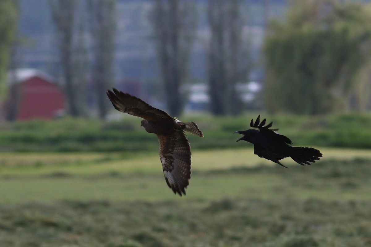 Swainson's Hawk - Jonathan Pap