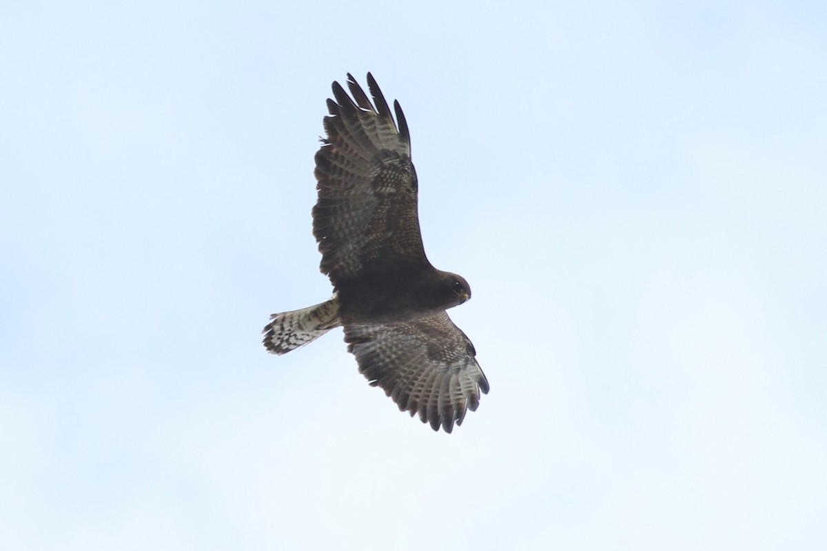 Swainson's Hawk - Jonathan Pap