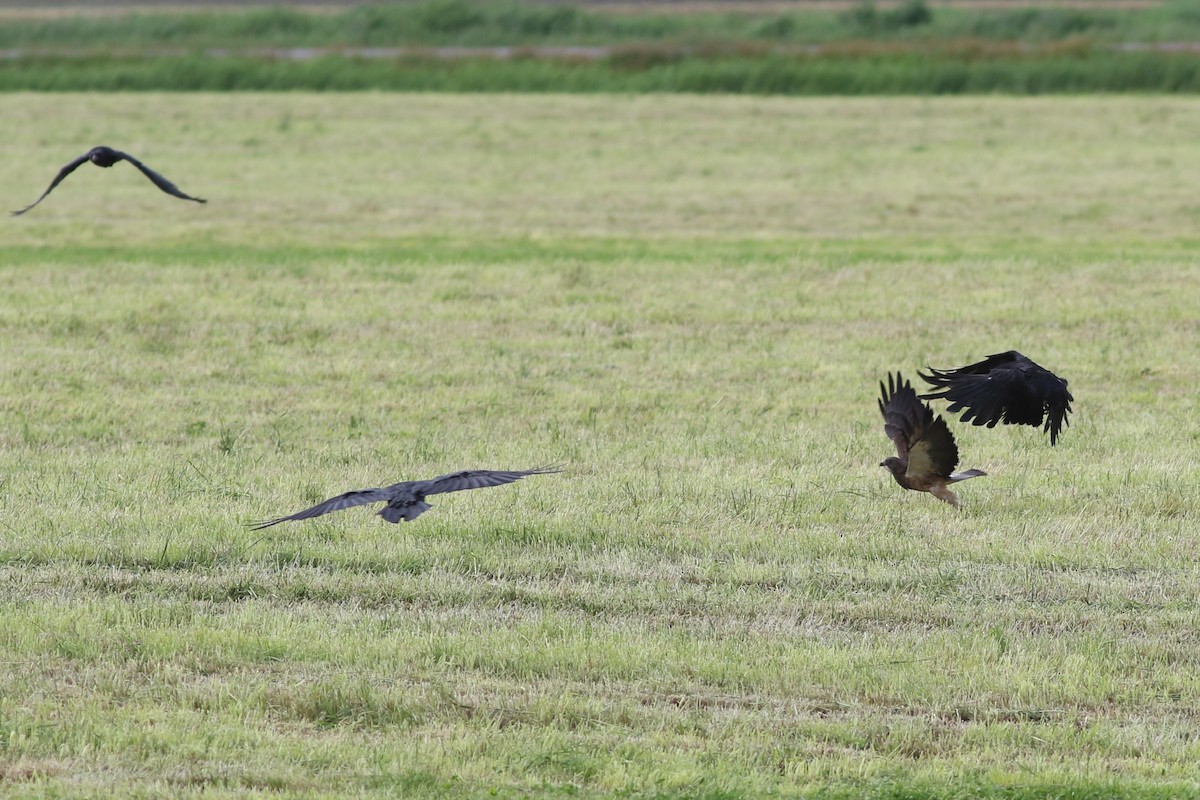 Swainson's Hawk - Jonathan Pap