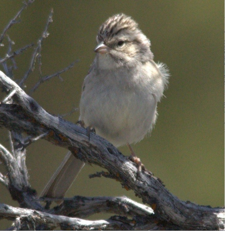 Brewer's Sparrow - Anne (Webster) Leight