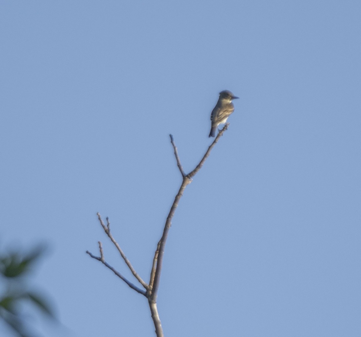 Olive-sided Flycatcher - ML453963251