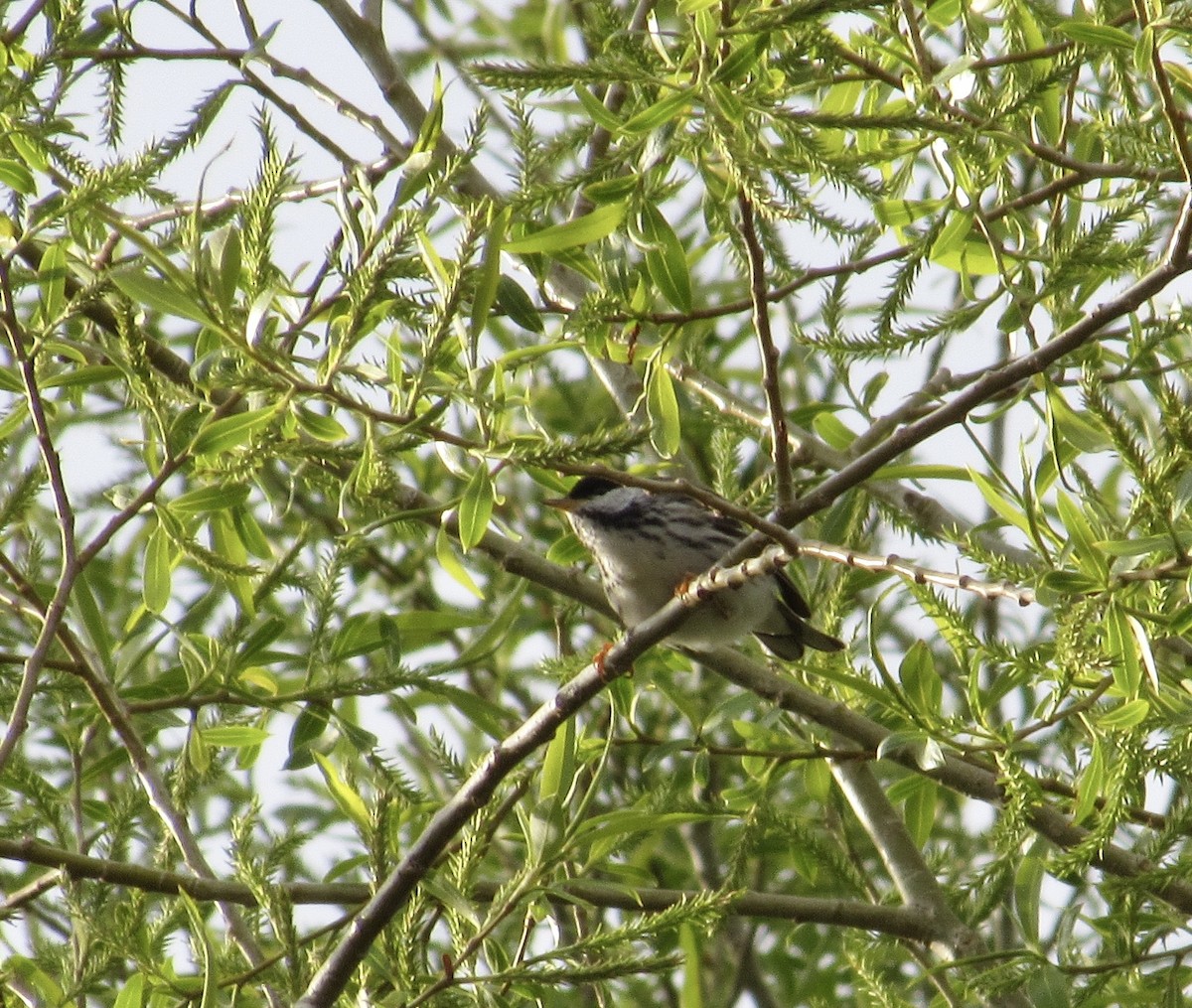 Paruline rayée - ML453964581