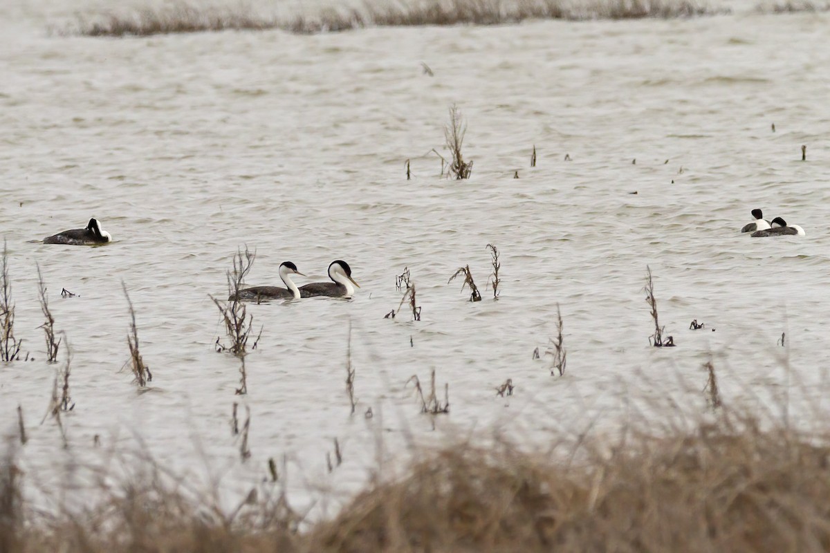 Western Grebe - ML453965401