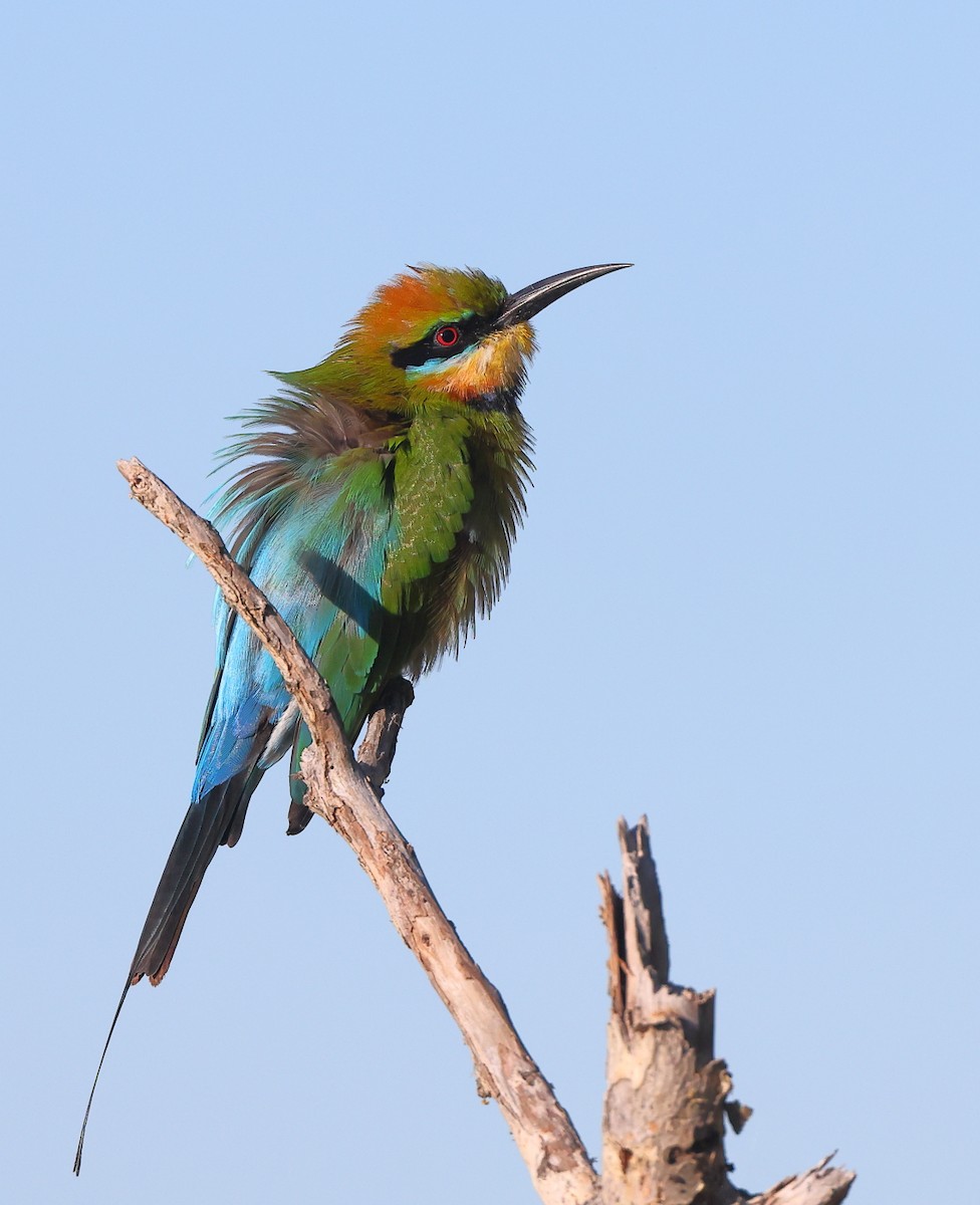 Rainbow Bee-eater - ML453965741