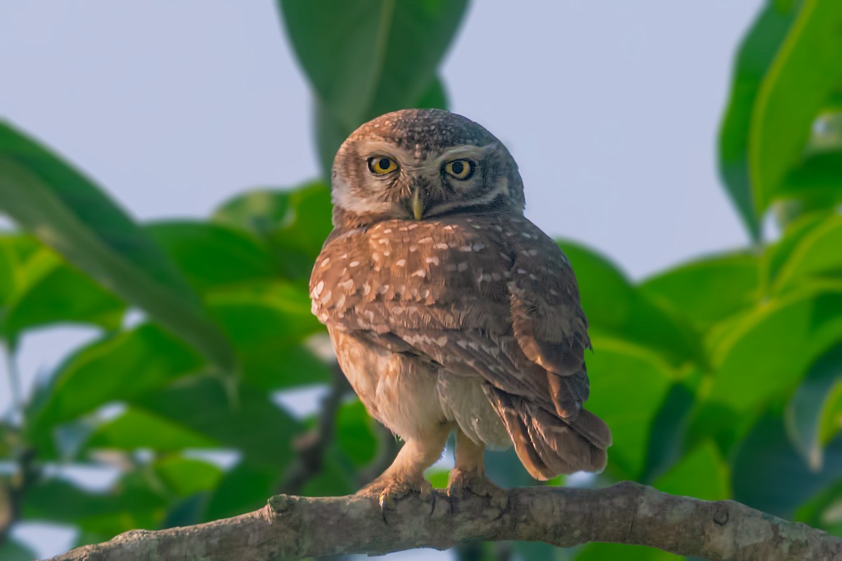 Spotted Owlet - ML453967341