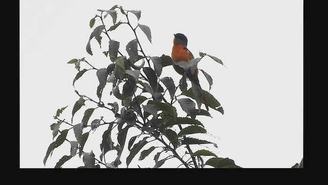 Minivet Gorjigrís - ML453967351