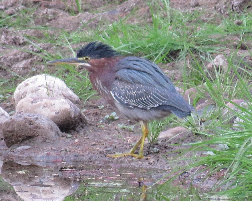 Green Heron - Anne (Webster) Leight