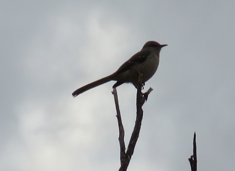 Northern Mockingbird - Anne (Webster) Leight