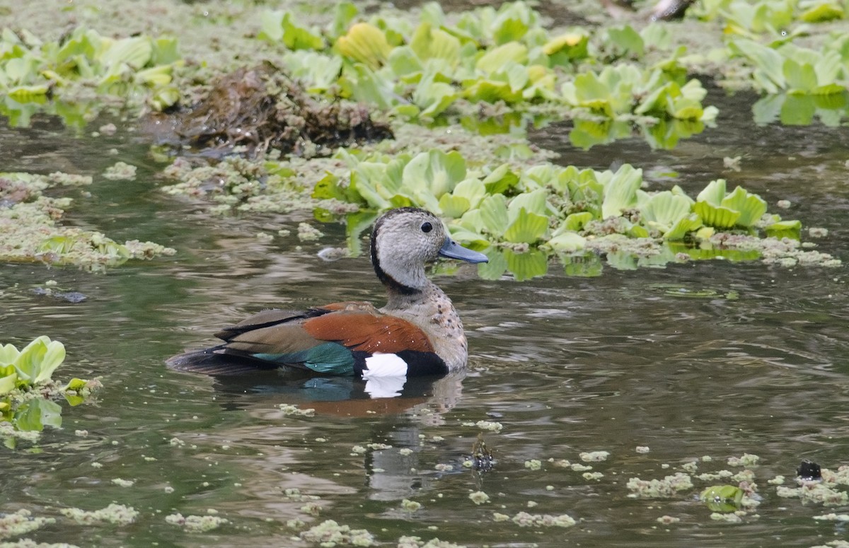 Ringed Teal - Joshua Vandermeulen