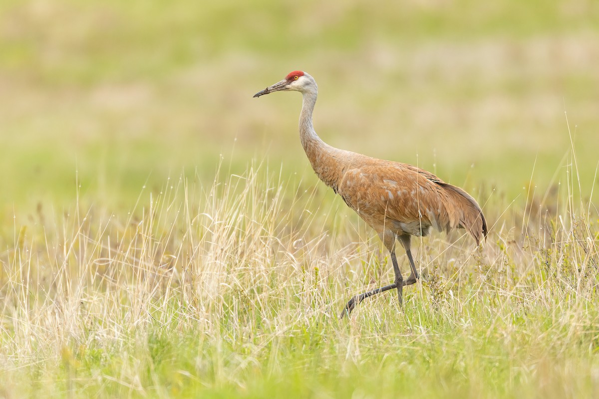 Sandhill Crane - ML453969881