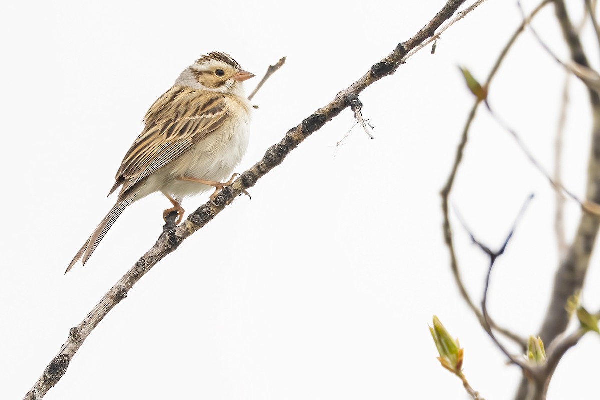 Clay-colored Sparrow - ML453969901