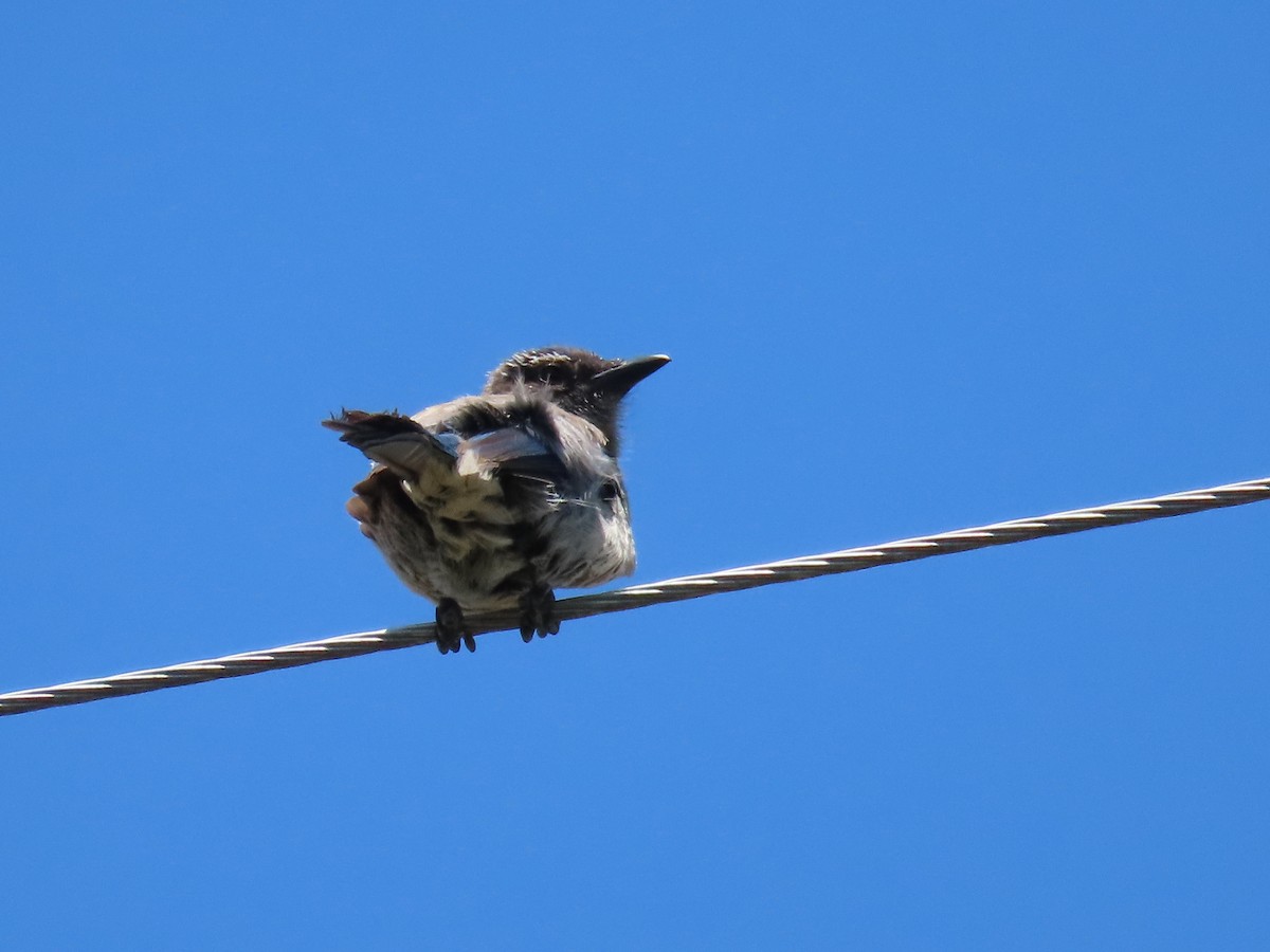 California Scrub-Jay - ML453972871