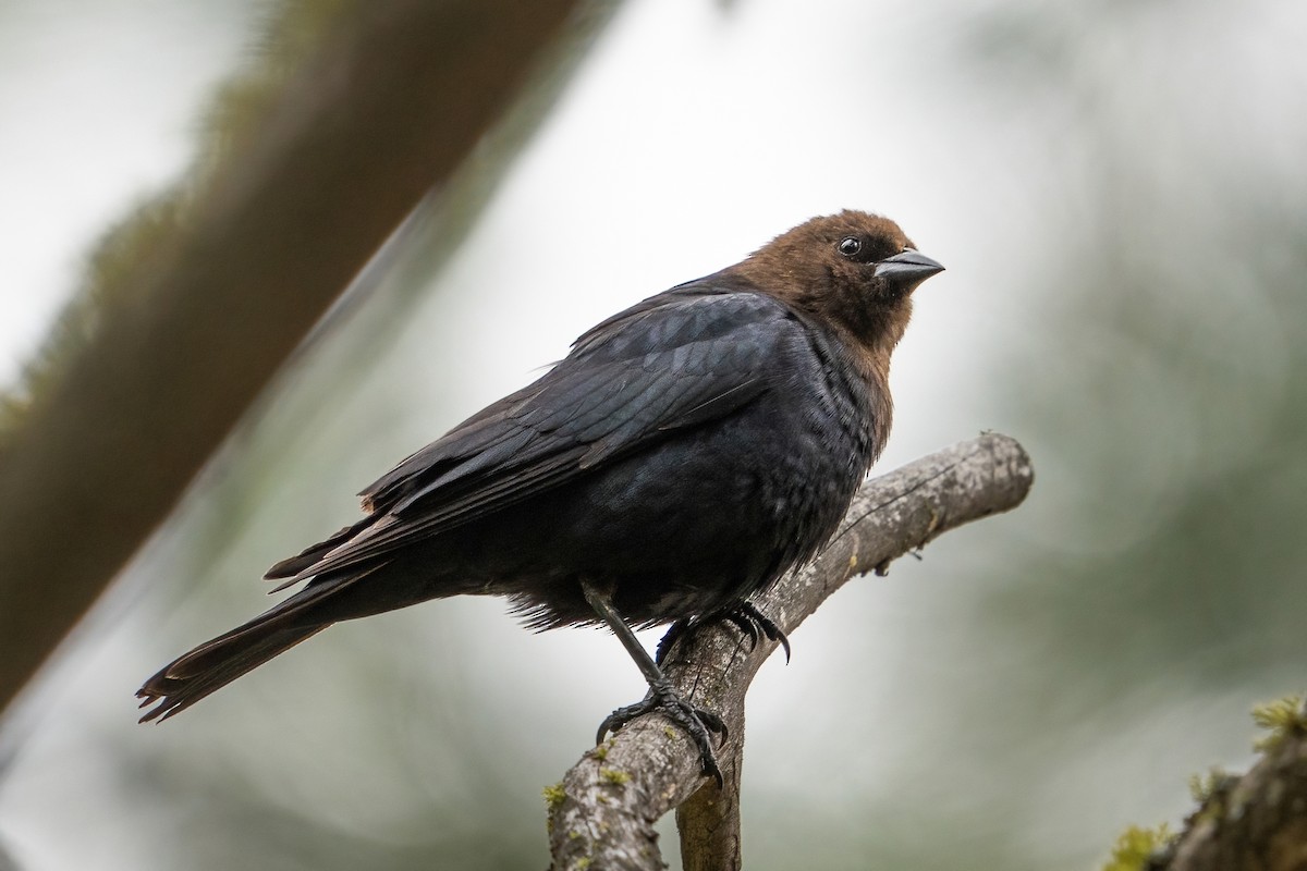 Brown-headed Cowbird - ML453973351