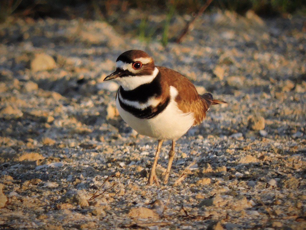 Killdeer - ML45397381