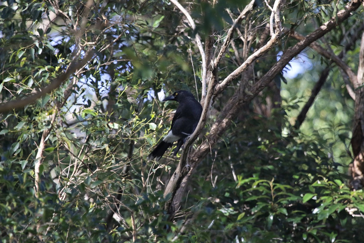 Pied Currawong - ML453976161