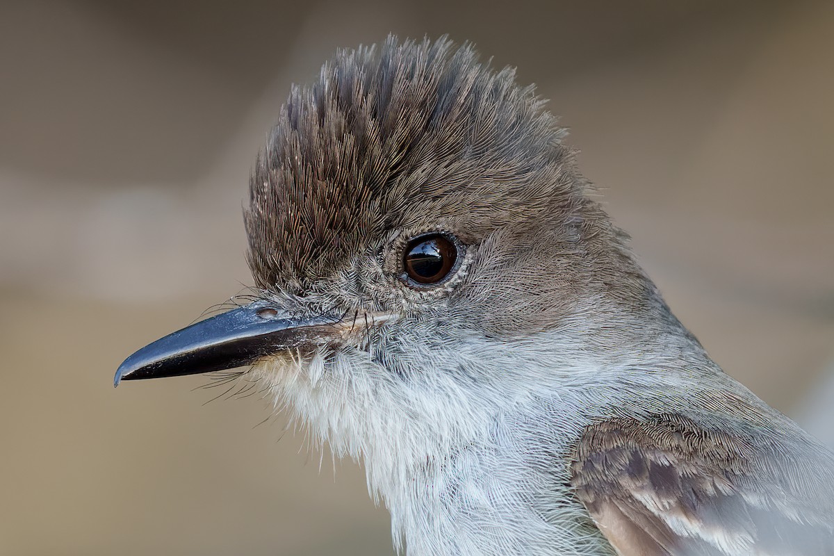 La Sagra's Flycatcher - ML453976311