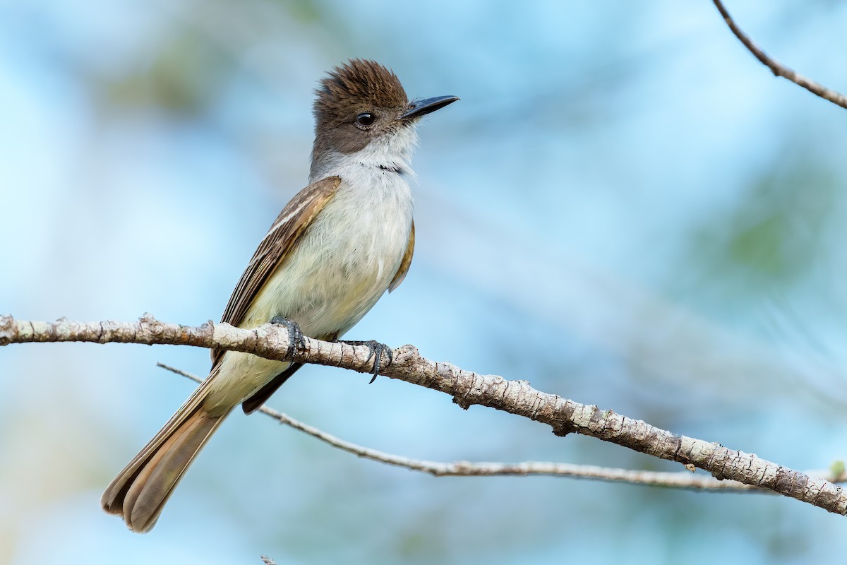 La Sagra's Flycatcher - ML453976331