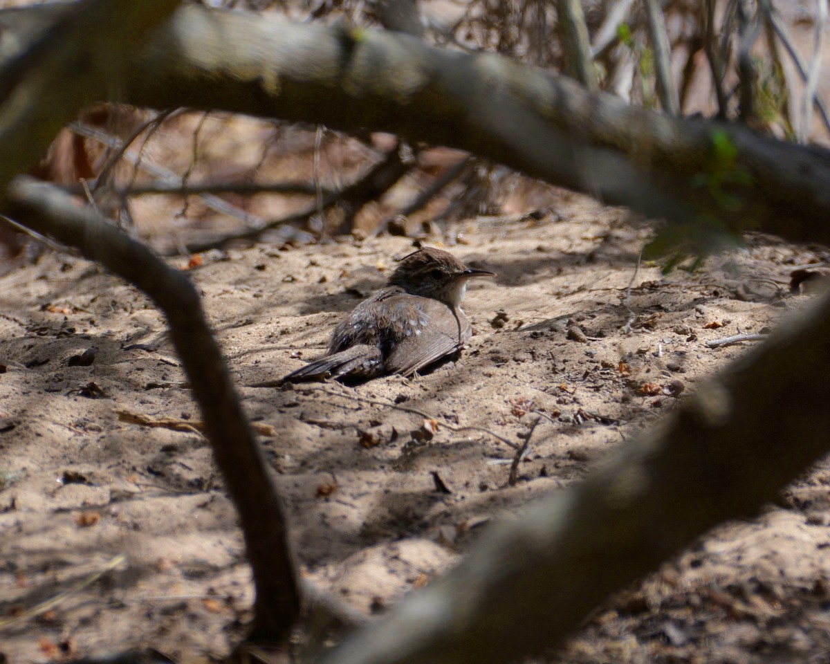 Bewick's Wren - ML453976461