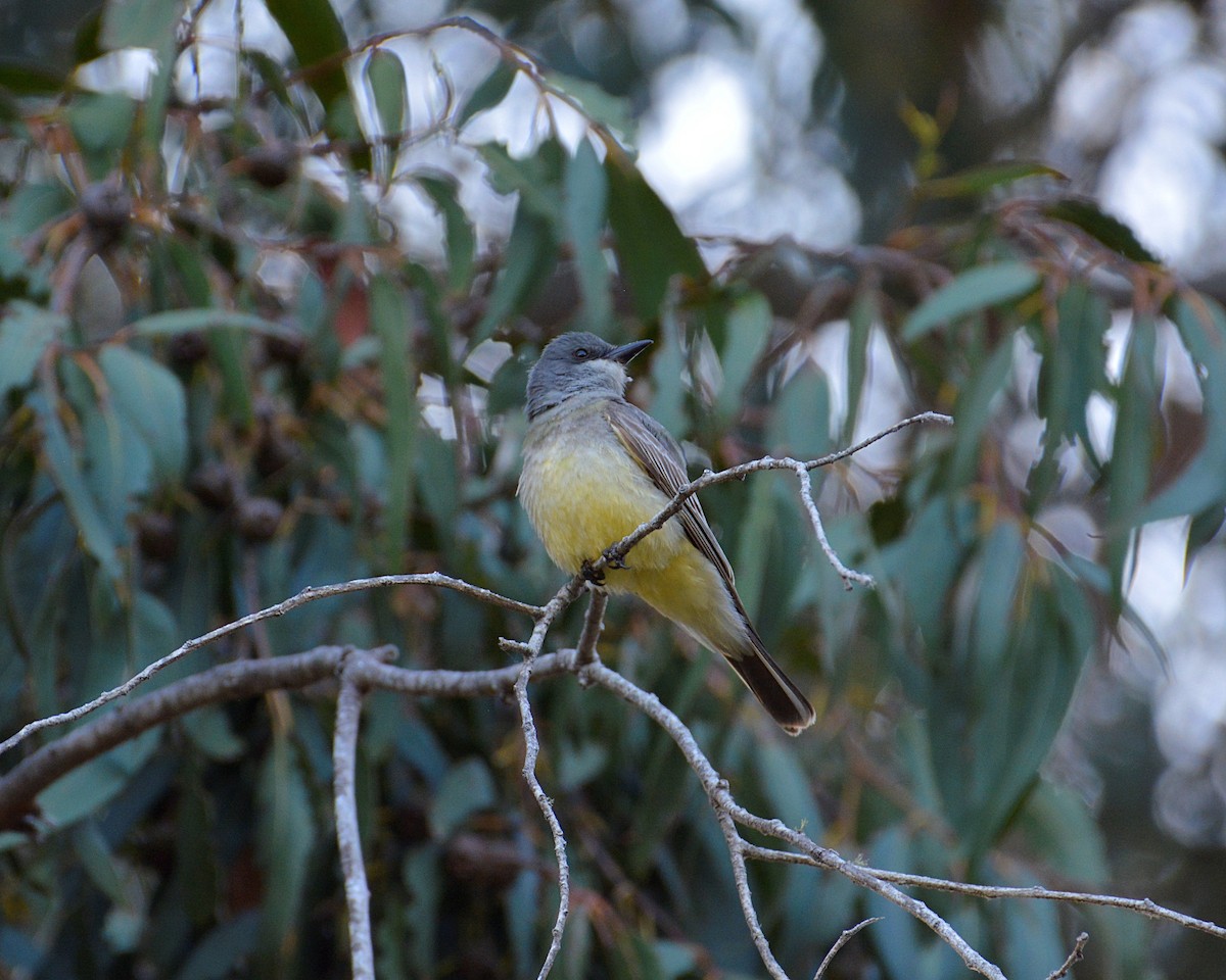 Cassin's Kingbird - ML453977021