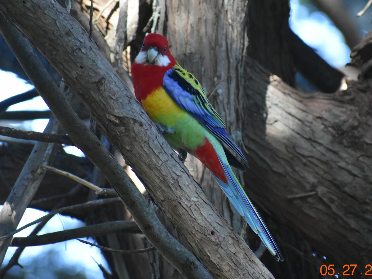 Eastern Rosella - ML453977211