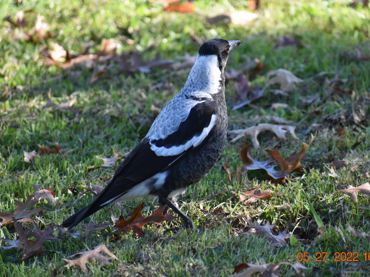 Australian Magpie - ML453977511