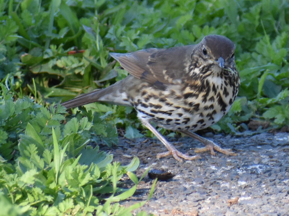 Song Thrush - ML453977551