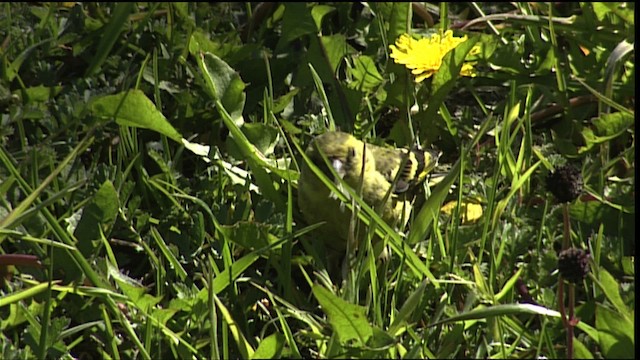 Black-chinned Siskin - ML453980