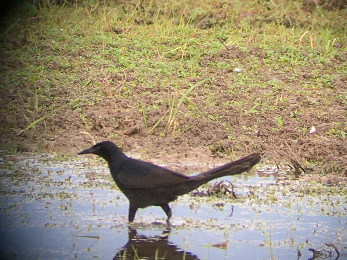 Great-tailed Grackle - ML453980511