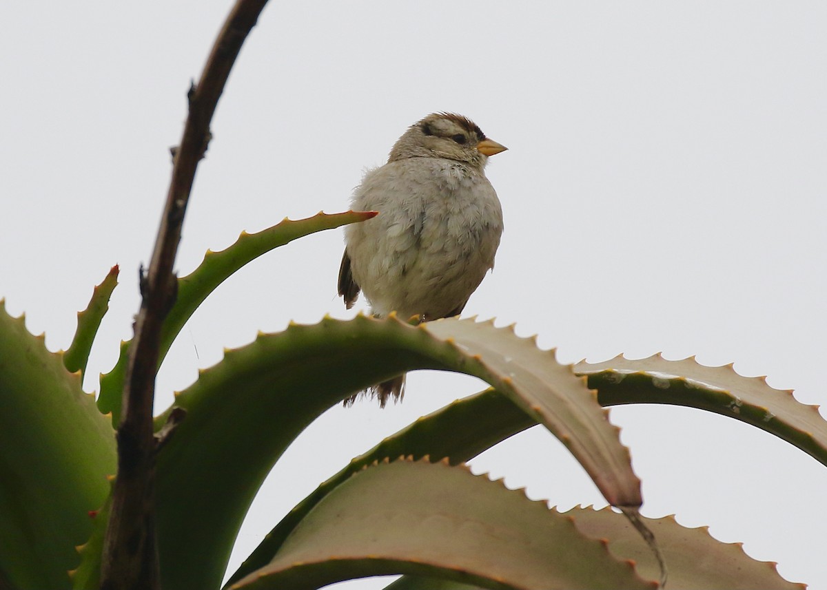 White-crowned Sparrow (nuttalli) - ML453981321